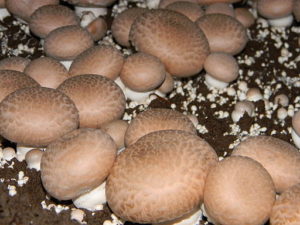 Button mushroom growing